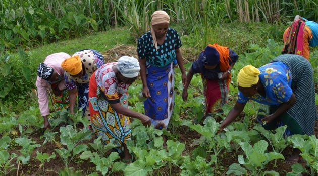 MoH warns Counties over pesticide-contaminated vegetables